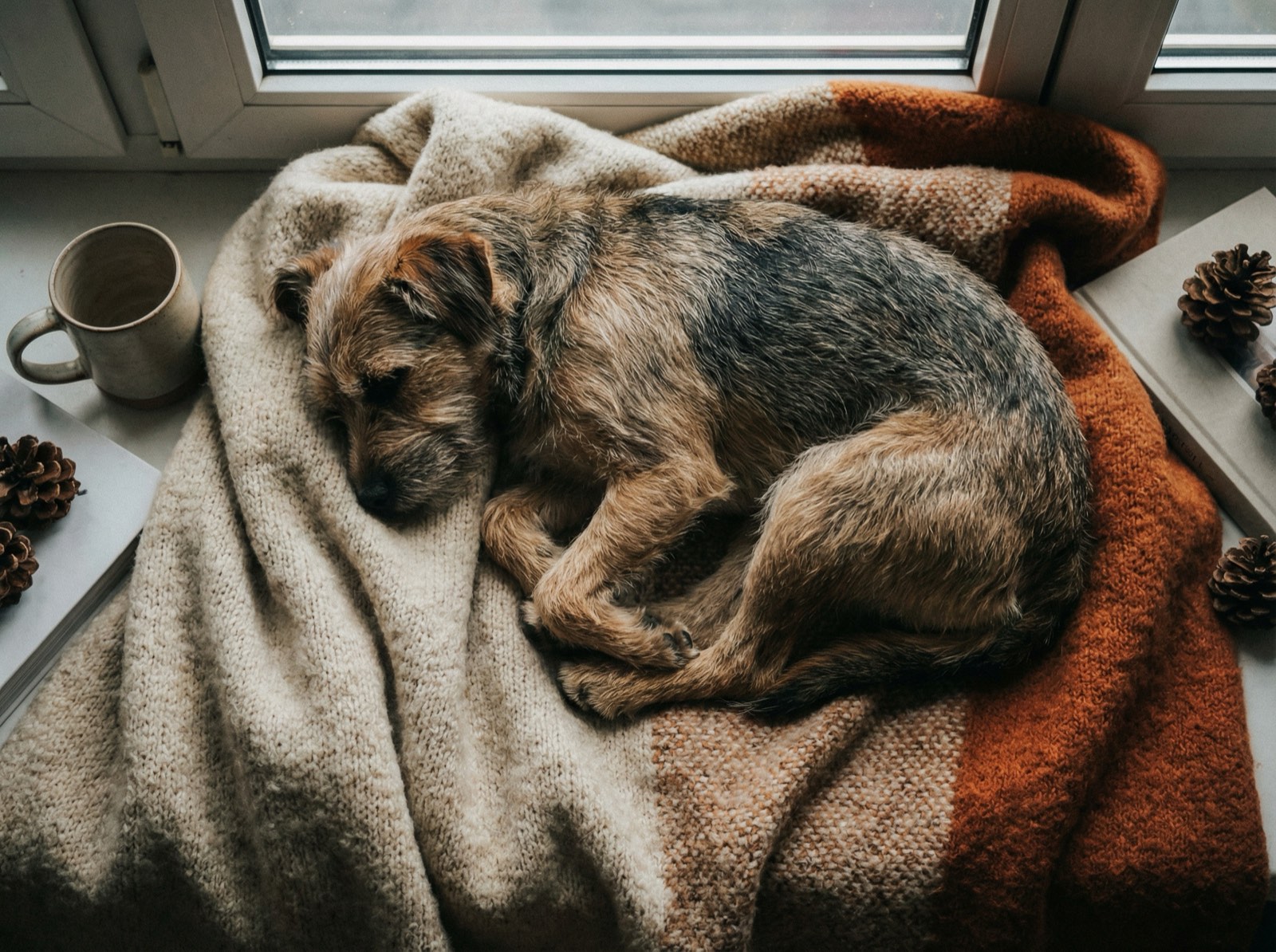 A content dog curled up sleeping on a warm wool blanket